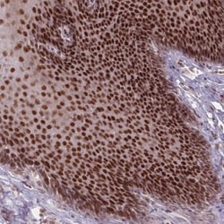 OR10C1 Antibody, Novus Biologicals 0.1mL; Unlabeled:Antibodies, Polyclonal